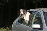 VOITURE - CAR 137